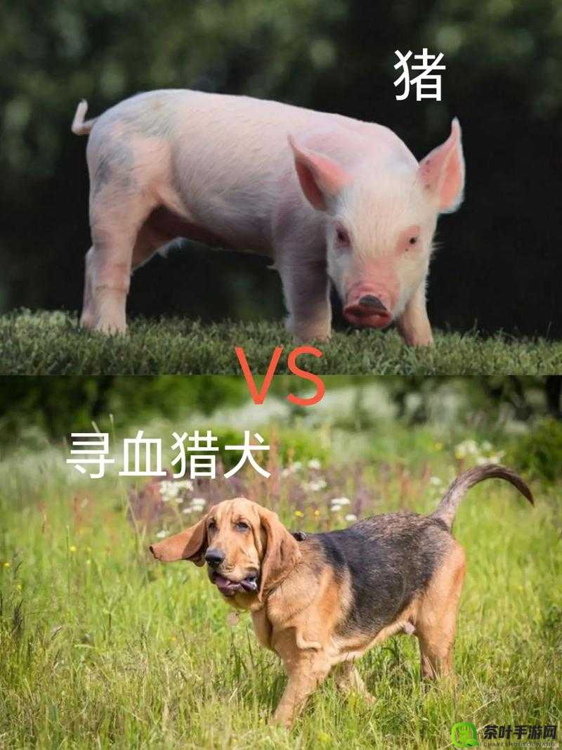 人Or猪Or狗已彻底下架：这一结果背后的深层原因探讨