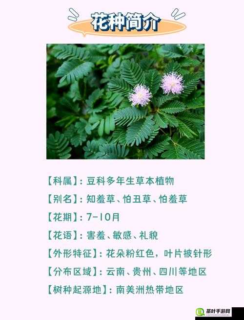 探索含羞草的多重魅力，揭秘其药用价值及趣味游戏攻略