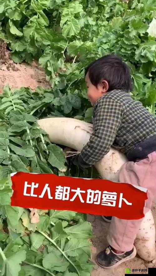 老人小孩萝卜拔河比赛，老人一边喘一边说痛